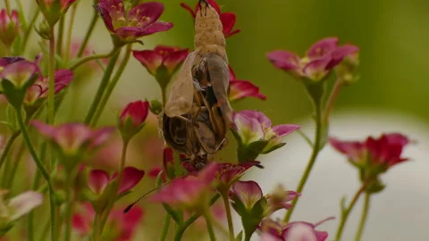 Butterfly Emerging from Cacoon Stock Footage 154374134