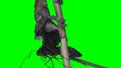 Butterfly emerging from chrysalis Stock Footage 91076491
