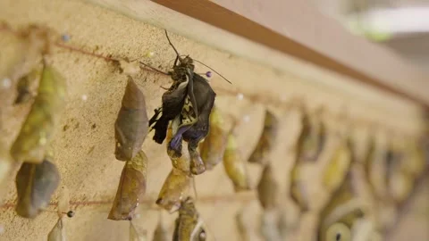 Butterfly emerging from chrysalis in mindo nature reserve Stock Footage 345024117