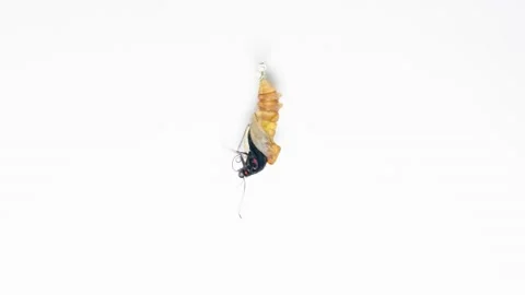 Butterfly emerging from cocoon, spreading its beautiful wings and flying away Stock-Footage 234195660