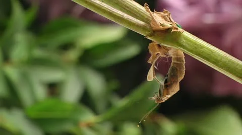 Butterfly emerging Stock Footage 22636552