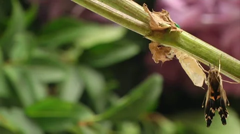 Butterfly emerging Stock Footage 22636559