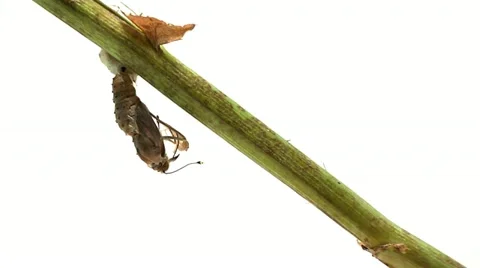 Butterfly emerging Stock Footage 22636579