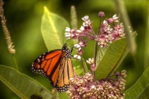 Butterfly Enhanced 写真素材