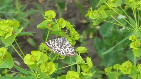 Butterfly Euclidia mi 1 Video stock 170591247