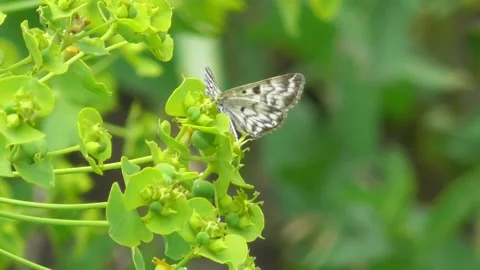 Butterfly Euclidia mi 2 Video stock 170591246