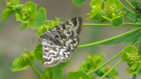 Butterfly Euclidia mi 3 Stock-Footage 170591250