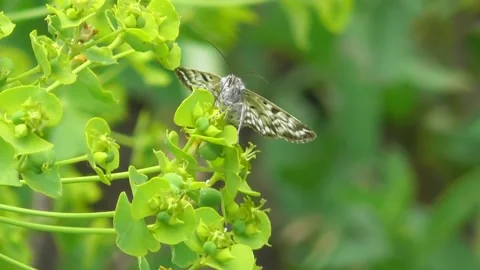 Butterfly Euclidia mi 4 Video stock 170591248
