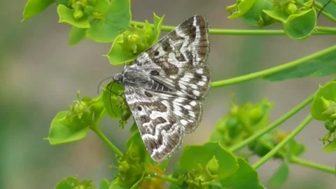 Butterfly Euclidia mi 5 Stock-Footage 170591249