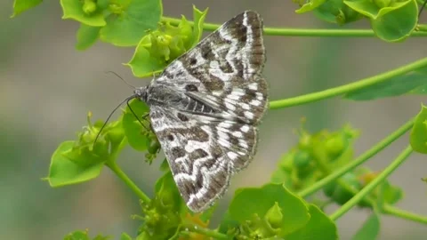 Butterfly Euclidia mi 6 Video stock 170591253