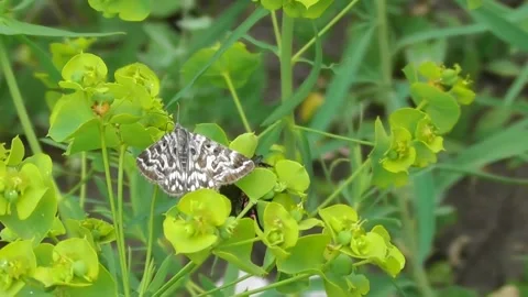 Butterfly Euclidia mi Video stock 170591254