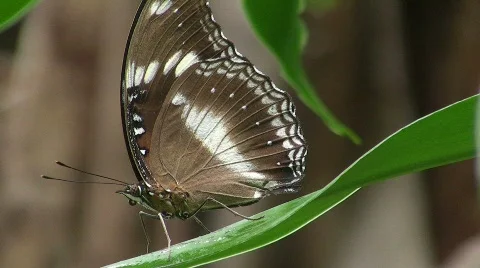 Butterfly exercises it's proboscis Stock Footage 856101