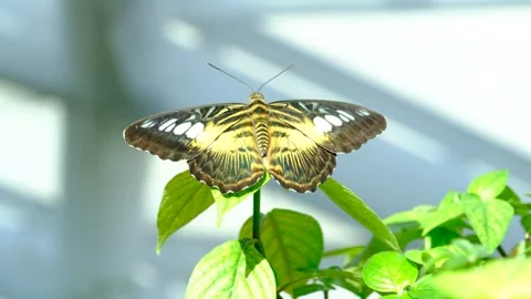 Butterfly Exercising Its Wings While Standing on a Leaf Video stock 291296077