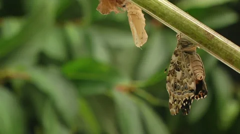 Butterfly expels meconium Stock Footage 22636573
