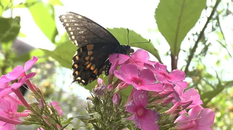 Butterfly extracts nectar from flower and flies away Stock Footage 46543958