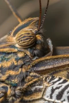Butterfly eye Stock Photos