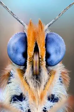 Butterfly eyes, close up Stock Photos