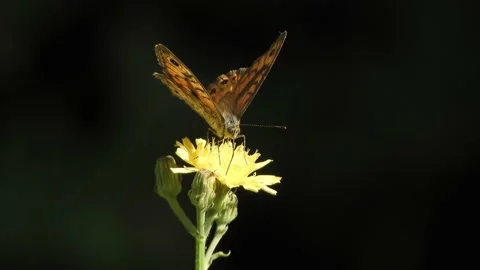 Butterfly (farfalla) feeds on a flower 4K - Italian nature Video stock 138461159