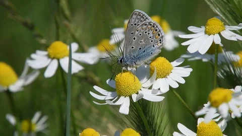 Butterfly (Farfalla) laid on white daisy 4K- Italian Nature Video stock 95989324