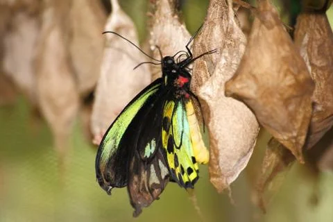 Butterfly farm Stock Photos