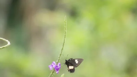 Butterfly feed on clusters of small purple wild flowers in a close-up nature sce Stock Footage 343586942