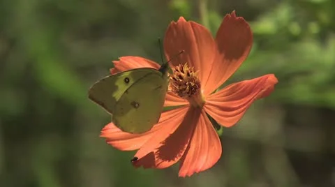 Butterfly Feeding 2 스톡 동영상 18939443