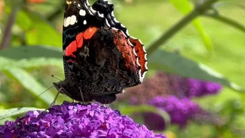 Butterfly feeding on Buddleia Stock Footage 203915628