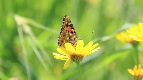 Butterfly Feeding on Daisy Flower in Spring Meadow, Cyprus Stock Footage 333582628