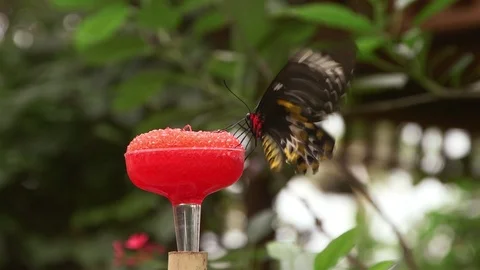 Butterfly feeding drinking nectar black and yellow close up Stock Footage 88544737