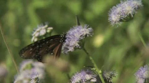 Butterfly Feeding On A Flower 2 Video stock 18940112