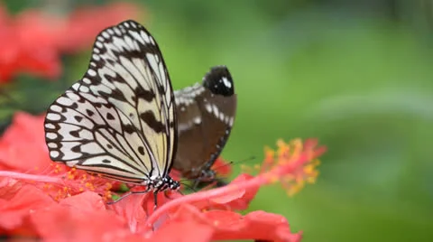 Butterfly is feeding on flower Stock Footage 22575481
