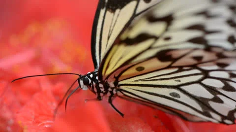 Butterfly is feeding on flower 库存影片 22575489