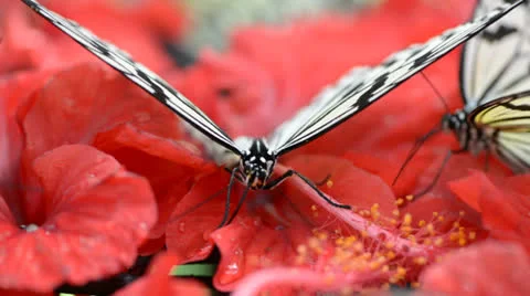 Butterfly is feeding on flower Stock Footage 22575561