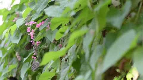 Butterfly is feeding on flower Stock Footage 22575763