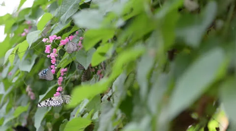 Butterfly is feeding on flower Vidéo 22575771