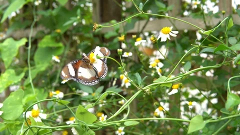 Butterfly Feeding from  Flower Video stock 89060341