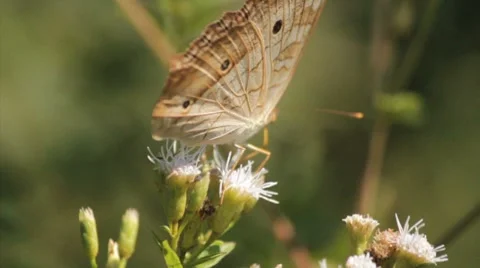 Butterfly feeding on flower nectar. Stock Footage