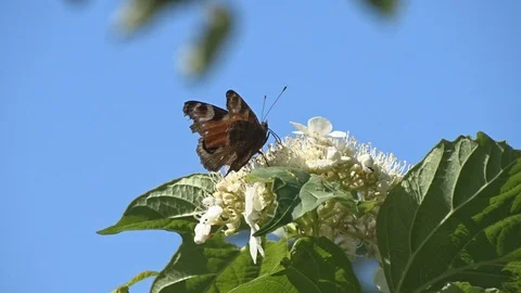 Butterfly feeding on a flower nectar Stock Footage