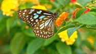 Butterfly Feeding On A Flowers Macro Shot Stock Footage