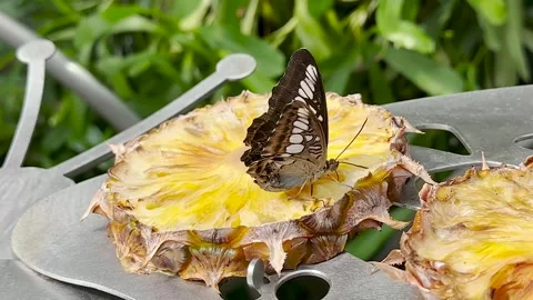Butterfly feeding flying on pineapple slice camera shake Stock Footage 243262725