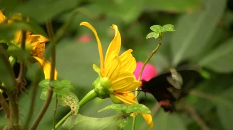 Butterfly feeding Stock Footage 1005478