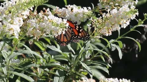 Butterfly Feeding Video stock 8925854