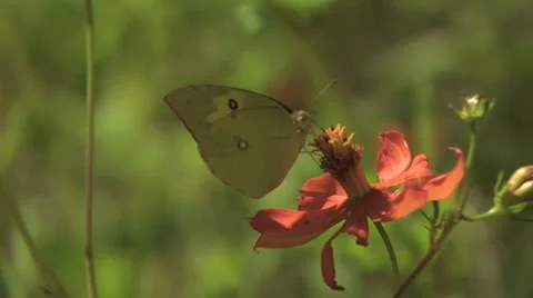 Butterfly Feeding 스톡 동영상 18939396