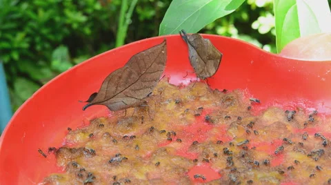 Butterfly feeding Stock Footage 63610844