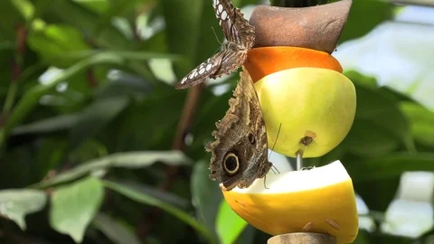 Butterfly feeding on fruit Stock Footage 88561549