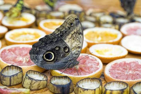 Butterfly feeding on fruit. Stock Photos