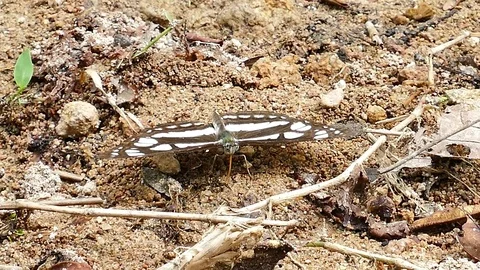 Butterfly feeding on the ground. Video stock 70681070