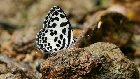 Butterfly feeding on the ground. Stock Footage 70681321