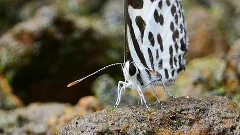 Butterfly feeding on ground. Stock-Footage 72375900