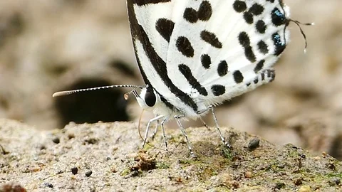 Butterfly feeding on ground. Stock-Footage 72376019